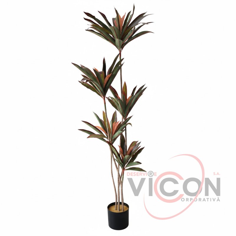 Arbore Dracaena Red 220
