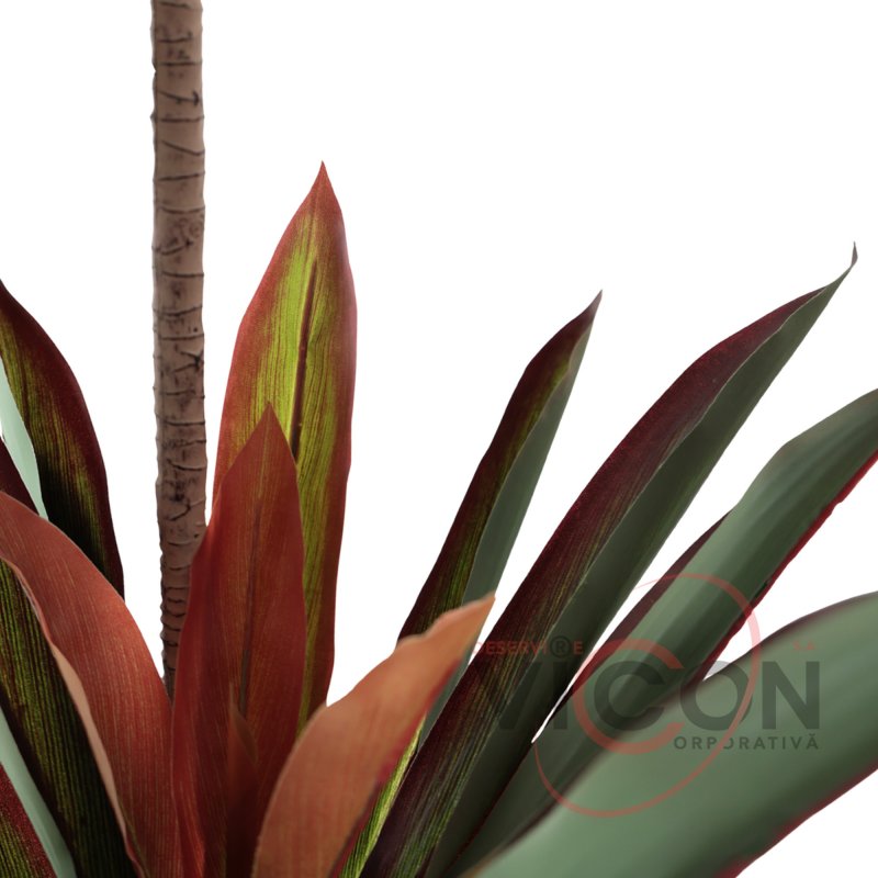 Arbore Dracaena Red 220