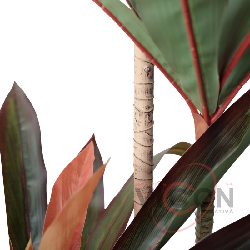Arbore Dracaena Red 220
