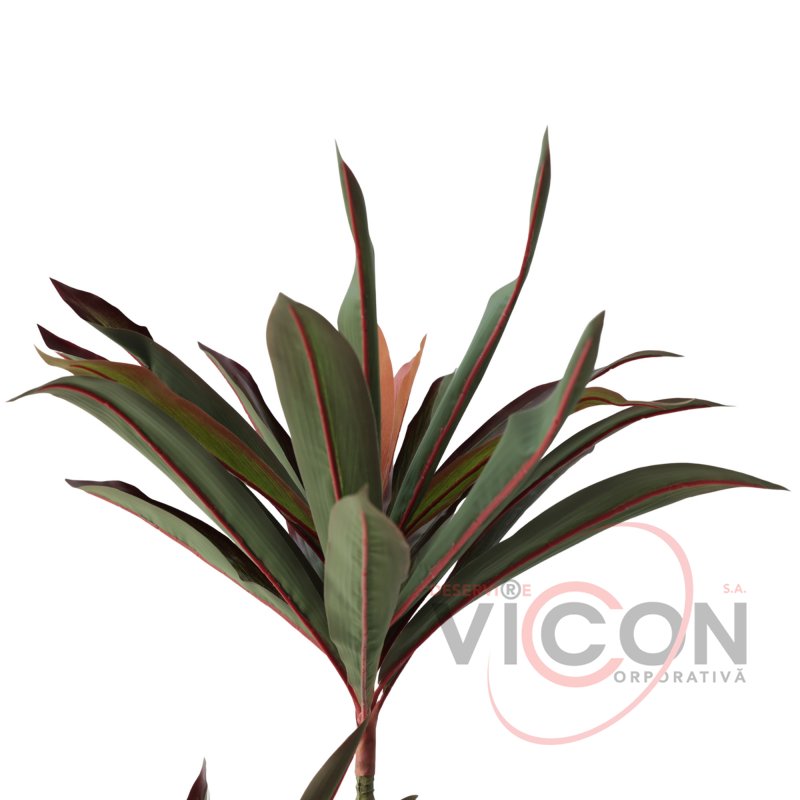 Arbore Dracaena Red 220